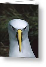 24 x 36 Bullers Albatross nesting among coastal plants Snares Islands New Zealand Poster Print by Tui De Roy 